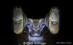 Mantis Eyes by Matt Sullivan 